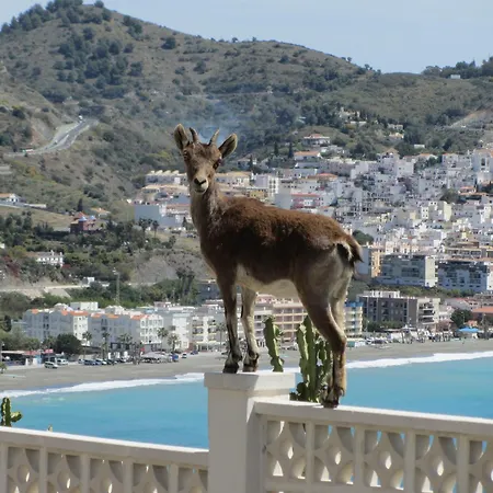Nyaraló Estrella De Cotobro Almuñécar